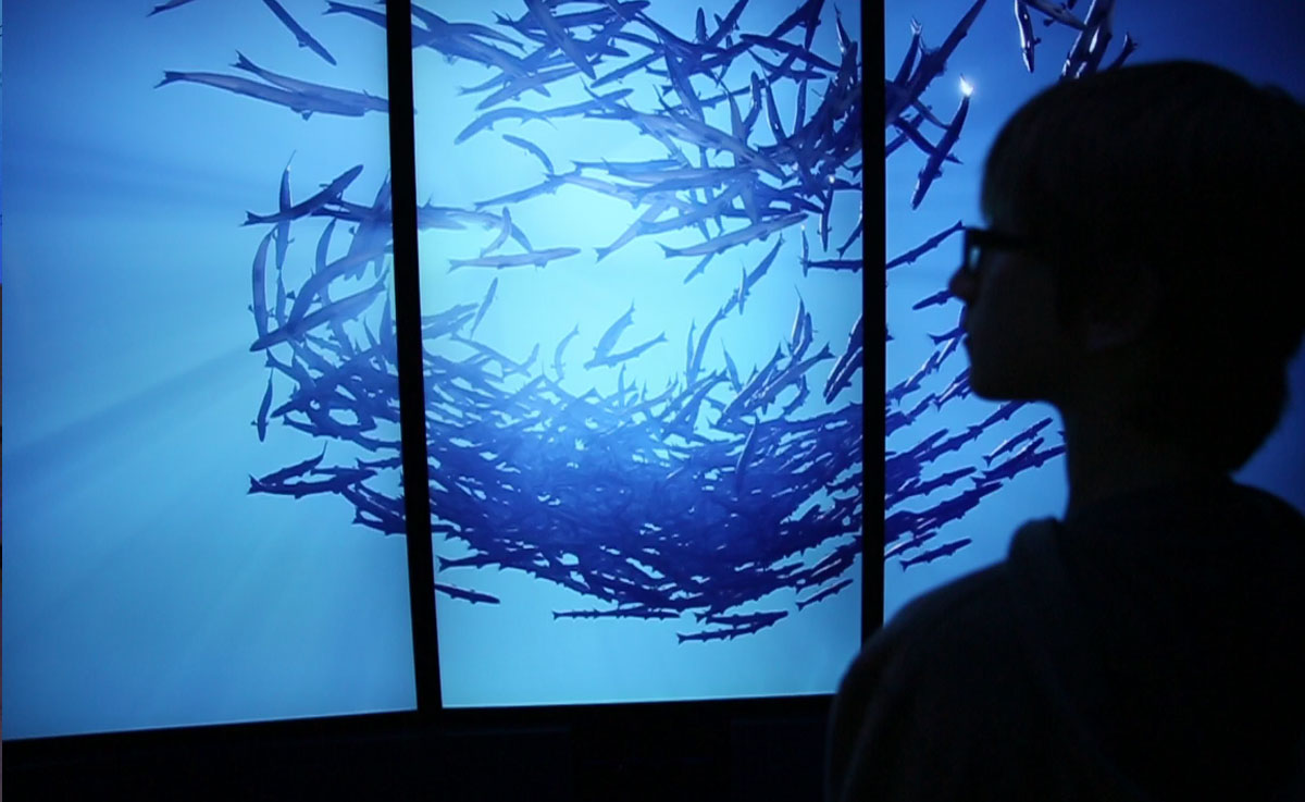 A museum visitor engaging with a large LED video wall displaying a school of fish in a dynamic example of museum technology